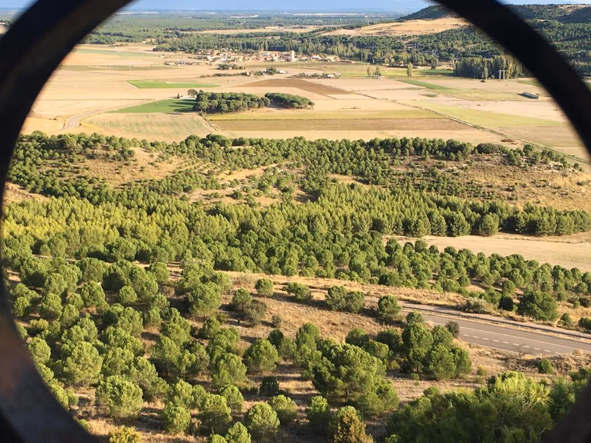 Vista de pinares y campos de cultivo desde un alto