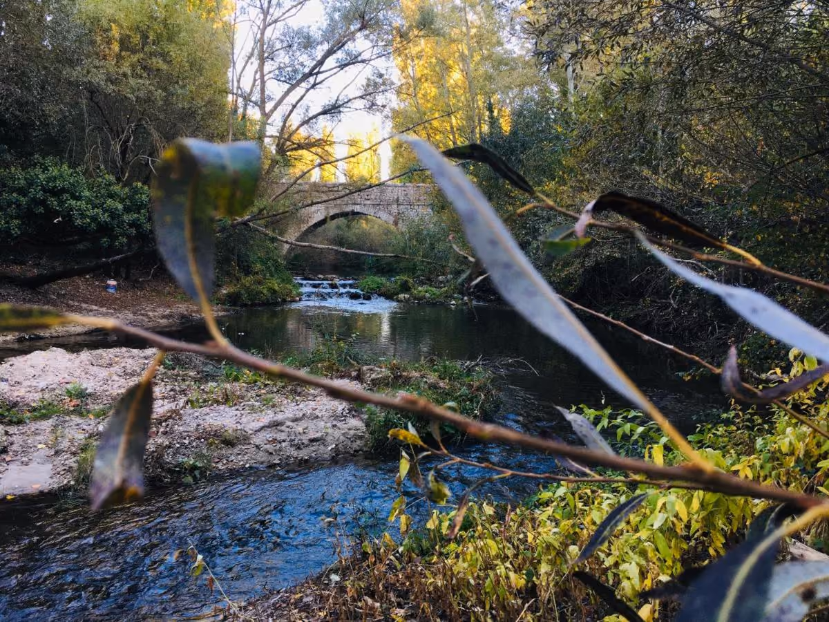 Río entre árboles con un puente de piedra al fondo